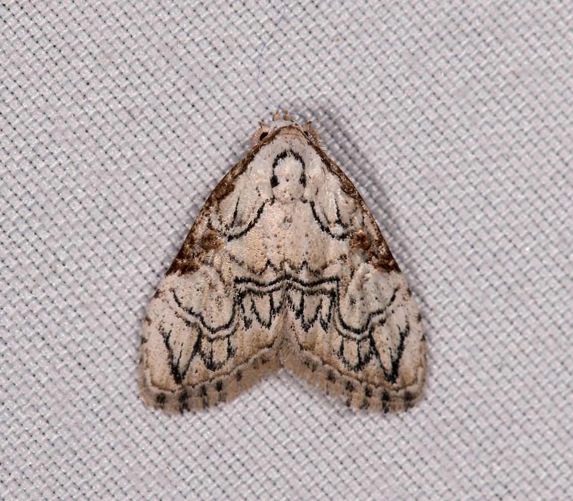 Meganola bifiliferata, La Planada Nature Reserve, Colombia  Colombia,Colombia 2018,Colombia South,Fall,Geotagged,La Planada Nature Reserve,Meganola bifiliferata,South America