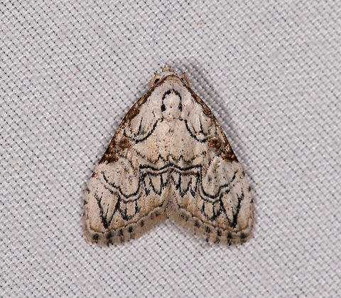 Meganola bifiliferata