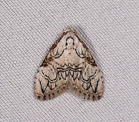 Meganola bifiliferata, La Planada Nature Reserve, Colombia  Colombia,Colombia 2018,Colombia South,Fall,Geotagged,La Planada Nature Reserve,Meganola bifiliferata,South America