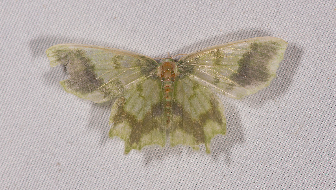 Cathydata batina, La Planada Nature Reserve, Colombia  Cathydata batina,Colombia,Colombia 2018,Colombia South,La Planada Nature Reserve,South America