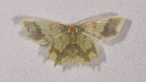 Cathydata batina, La Planada Nature Reserve, Colombia  Cathydata batina,Colombia,Colombia 2018,Colombia South,La Planada Nature Reserve,South America