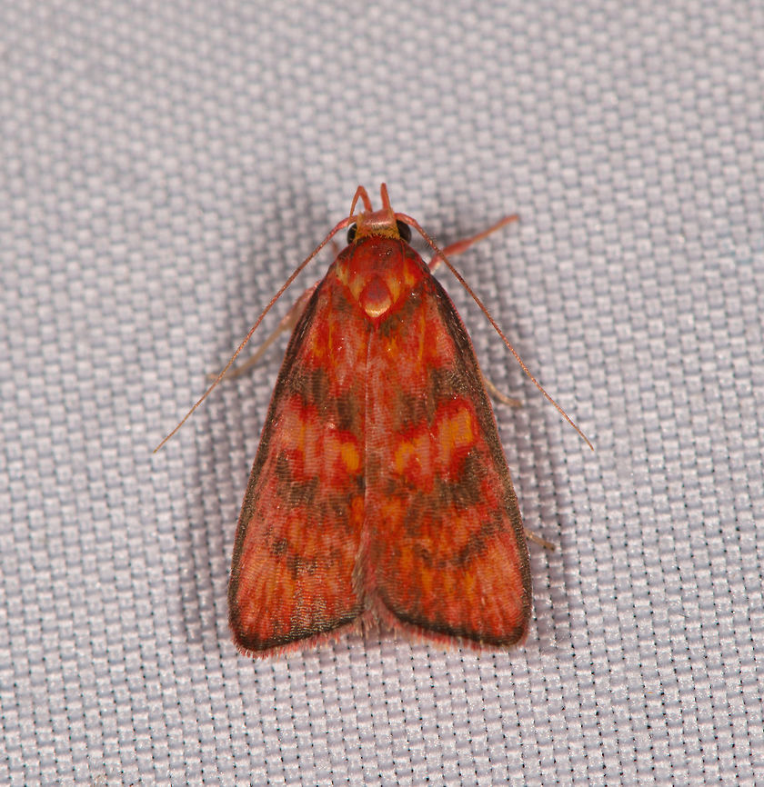 Himmacia sp., La Planada Nature Reserve, Colombia  Colombia,Colombia 2018,Colombia South,La Planada Nature Reserve,South America