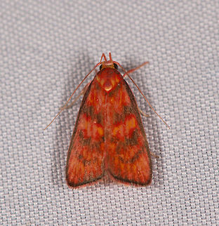 Himmacia sp., La Planada Nature Reserve, Colombia  Colombia,Colombia 2018,Colombia South,La Planada Nature Reserve,South America