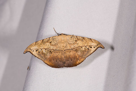 Oxydia platypterata, La Planada Nature Reserve, Colombia  Colombia,Colombia 2018,Colombia South,Fall,Geotagged,La Planada Nature Reserve,Oxydia platypterata,South America