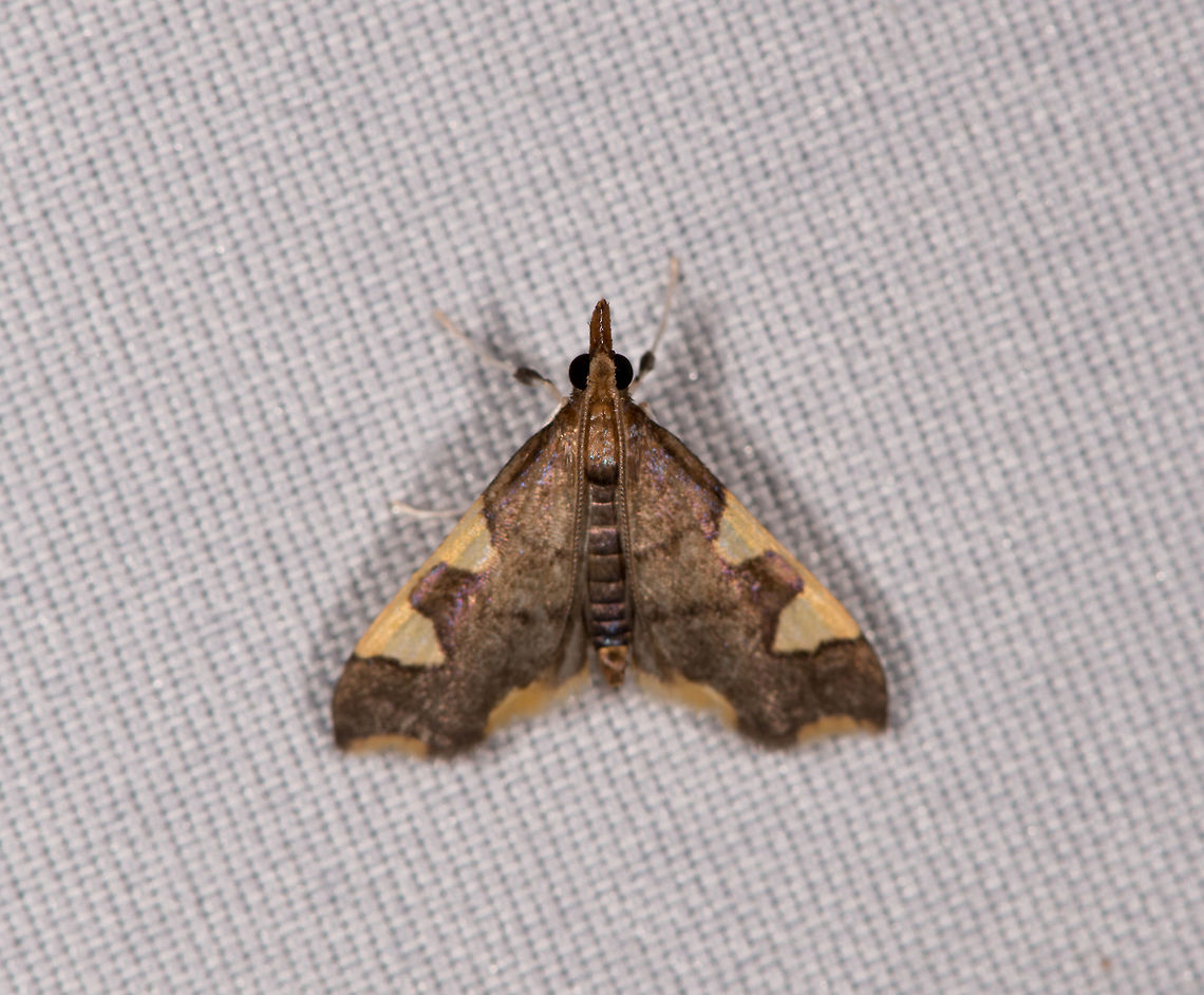 Spilomelinae sp., La Planada Nature Reserve, Colombia  Colombia,Colombia 2018,Colombia South,Fall,Geotagged,La Planada Nature Reserve,South America