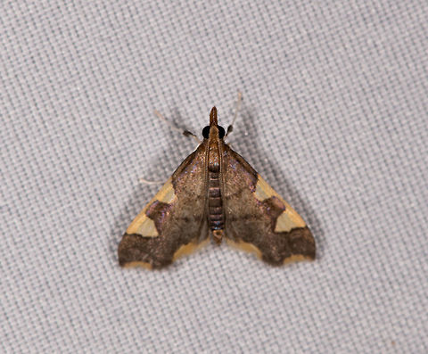 Spilomelinae sp., La Planada Nature Reserve, Colombia  Colombia,Colombia 2018,Colombia South,Fall,Geotagged,La Planada Nature Reserve,South America