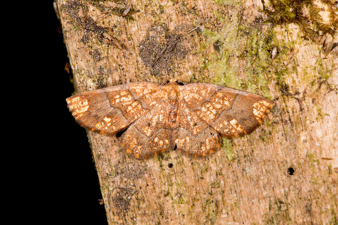 Melinodes detersaria, La Planada Nature Reserve, Colombia  Colombia,Colombia 2018,Colombia South,La Planada Nature Reserve,Melinodes detersaria,South America