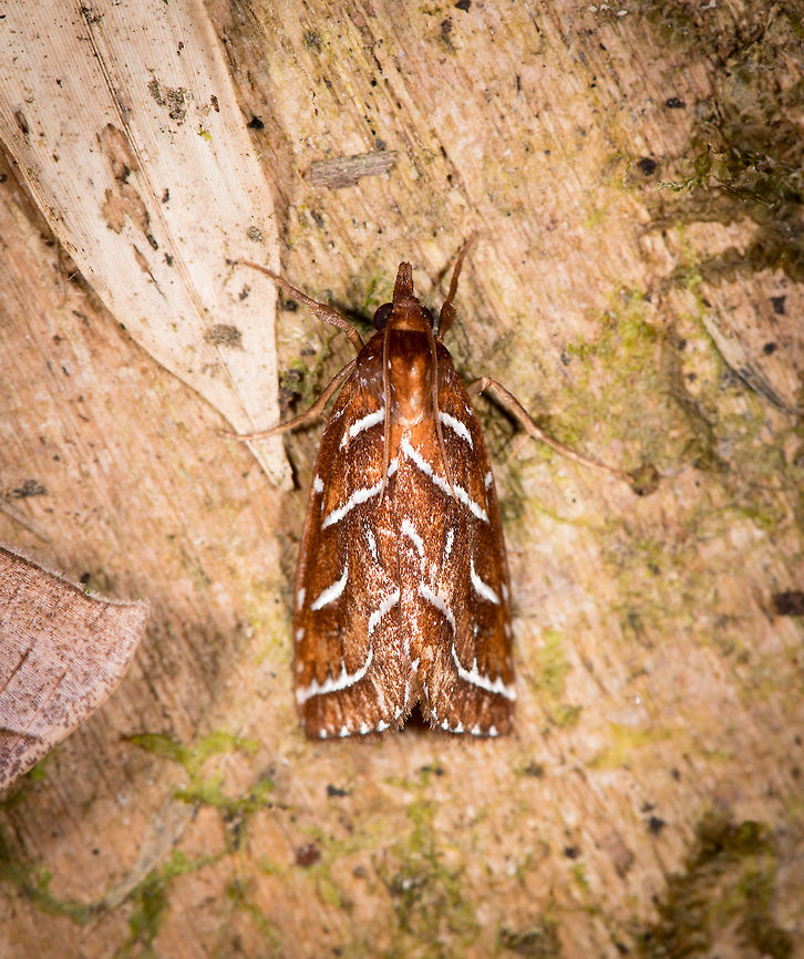 Undescribed Selambina, La Planada Nature Reserve, Colombia <a href="https://leps.fieldguide.ai/figure/629365021b909d7405664f74/detail?profile=figures&amp;category=62937ebcbfd81a90231f9061" rel="nofollow">https://leps.fieldguide.ai/figure/629365021b909d7405664f74/detail?profile=figures&amp;category=62937ebcbfd81a90231f9061</a> Colombia,Colombia 2018,Colombia South,Fall,Geotagged,La Planada Nature Reserve,South America