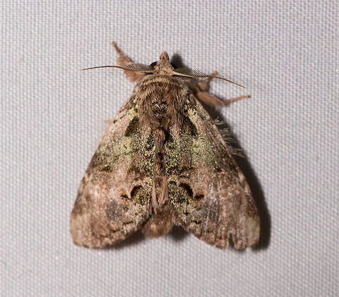 Gray green mossy moth, La Planada Nature Reserve, Colombia This is the last one from this first moth night in La Planada Nature Reserve. I still have a few frogs to post to close this day, after that we'll soon get to the 2nd night, where we had a longer session. Colombia,Colombia 2018,Colombia South,Fall,Geotagged,La Planada Nature Reserve,South America