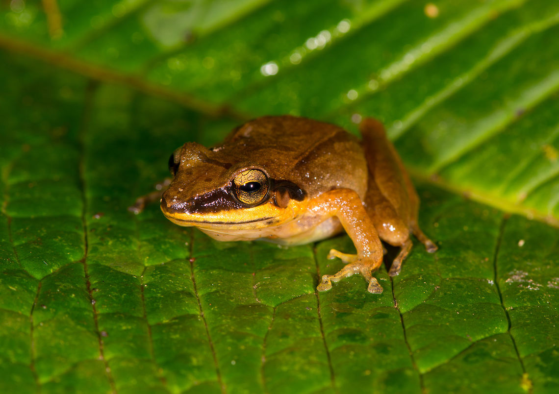 Rain frog 3, La Planada Nature Reserve, Colombia <figure class="photo"><a href="https://www.jungledragon.com/image/76705/rain_frog_3_-_frontal_la_planada_nature_reserve_colombia.html" title="Rain frog 3 - frontal, La Planada Nature Reserve, Colombia"><img src="https://s3.amazonaws.com/media.jungledragon.com/images/2/76705_thumb.jpg?AWSAccessKeyId=05GMT0V3GWVNE7GGM1R2&Expires=1759968010&Signature=W5uae1NbKo5jg8mbVIEskp9C6zM%3D" width="200" height="120" alt="Rain frog 3 - frontal, La Planada Nature Reserve, Colombia https://www.jungledragon.com/image/76704/rain_frog_3_la_planada_nature_reserve_colombia.html<br />
https://www.jungledragon.com/image/76706/rain_frog_3_-_belly_shot_la_planada_nature_reserve_colombia.html Colombia,Colombia 2018,Colombia South,La Planada Nature Reserve,South America" /></a></figure><br />
<figure class="photo"><a href="https://www.jungledragon.com/image/76706/rain_frog_3_-_belly_shot_la_planada_nature_reserve_colombia.html" title="Rain frog 3 - belly shot, La Planada Nature Reserve, Colombia"><img src="https://s3.amazonaws.com/media.jungledragon.com/images/2/76706_thumb.jpg?AWSAccessKeyId=05GMT0V3GWVNE7GGM1R2&Expires=1759968010&Signature=T1q%2BQP%2BlU6miDb%2FEc01T5%2FMjOM8%3D" width="200" height="186" alt="Rain frog 3 - belly shot, La Planada Nature Reserve, Colombia No worries, this frog is fine, we just flipped it for a belly shot which can sometimes help with identification.<br />
https://www.jungledragon.com/image/76704/rain_frog_3_la_planada_nature_reserve_colombia.html<br />
https://www.jungledragon.com/image/76705/rain_frog_3_-_frontal_la_planada_nature_reserve_colombia.html Colombia,Colombia 2018,Colombia South,Fall,Geotagged,La Planada Nature Reserve,South America" /></a></figure><br />
 Colombia,Colombia 2018,Colombia South,La Planada Nature Reserve,South America