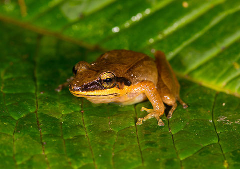 Rain frog 3, La Planada Nature Reserve, Colombia https://www.jungledragon.com/image/76705/rain_frog_3_-_frontal_la_planada_nature_reserve_colombia.html
https://www.jungledragon.com/image/76706/rain_frog_3_-_belly_shot_la_planada_nature_reserve_colombia.html
 Colombia,Colombia 2018,Colombia South,La Planada Nature Reserve,South America