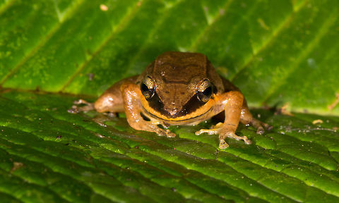 Rain frog 3 - frontal, La Planada Nature Reserve, Colombia https://www.jungledragon.com/image/76704/rain_frog_3_la_planada_nature_reserve_colombia.html
https://www.jungledragon.com/image/76706/rain_frog_3_-_belly_shot_la_planada_nature_reserve_colombia.html Colombia,Colombia 2018,Colombia South,La Planada Nature Reserve,South America