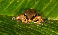 Rain frog 3 - frontal, La Planada Nature Reserve, Colombia https://www.jungledragon.com/image/76704/rain_frog_3_la_planada_nature_reserve_colombia.html<br />
https://www.jungledragon.com/image/76706/rain_frog_3_-_belly_shot_la_planada_nature_reserve_colombia.html Colombia,Colombia 2018,Colombia South,La Planada Nature Reserve,South America