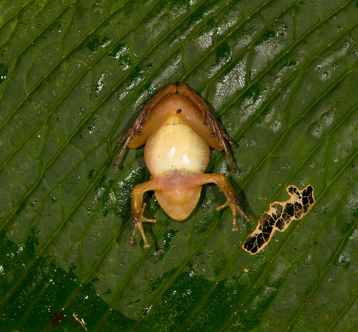 Rain frog 3 - belly shot, La Planada Nature Reserve, Colombia No worries, this frog is fine, we just flipped it for a belly shot which can sometimes help with identification.<br />
<figure class="photo"><a href="https://www.jungledragon.com/image/76704/rain_frog_3_la_planada_nature_reserve_colombia.html" title="Rain frog 3, La Planada Nature Reserve, Colombia"><img src="https://s3.amazonaws.com/media.jungledragon.com/images/2/76704_thumb.jpg?AWSAccessKeyId=05GMT0V3GWVNE7GGM1R2&Expires=1759968010&Signature=3O0QUtMGdoL9V%2B8HvYLL6B17E1A%3D" width="200" height="142" alt="Rain frog 3, La Planada Nature Reserve, Colombia https://www.jungledragon.com/image/76705/rain_frog_3_-_frontal_la_planada_nature_reserve_colombia.html<br />
https://www.jungledragon.com/image/76706/rain_frog_3_-_belly_shot_la_planada_nature_reserve_colombia.html<br />
 Colombia,Colombia 2018,Colombia South,La Planada Nature Reserve,South America" /></a></figure><br />
<figure class="photo"><a href="https://www.jungledragon.com/image/76705/rain_frog_3_-_frontal_la_planada_nature_reserve_colombia.html" title="Rain frog 3 - frontal, La Planada Nature Reserve, Colombia"><img src="https://s3.amazonaws.com/media.jungledragon.com/images/2/76705_thumb.jpg?AWSAccessKeyId=05GMT0V3GWVNE7GGM1R2&Expires=1759968010&Signature=W5uae1NbKo5jg8mbVIEskp9C6zM%3D" width="200" height="120" alt="Rain frog 3 - frontal, La Planada Nature Reserve, Colombia https://www.jungledragon.com/image/76704/rain_frog_3_la_planada_nature_reserve_colombia.html<br />
https://www.jungledragon.com/image/76706/rain_frog_3_-_belly_shot_la_planada_nature_reserve_colombia.html Colombia,Colombia 2018,Colombia South,La Planada Nature Reserve,South America" /></a></figure> Colombia,Colombia 2018,Colombia South,Fall,Geotagged,La Planada Nature Reserve,South America
