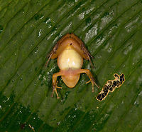 Rain frog 3 - belly shot, La Planada Nature Reserve, Colombia No worries, this frog is fine, we just flipped it for a belly shot which can sometimes help with identification.<br />
https://www.jungledragon.com/image/76704/rain_frog_3_la_planada_nature_reserve_colombia.html<br />
https://www.jungledragon.com/image/76705/rain_frog_3_-_frontal_la_planada_nature_reserve_colombia.html Colombia,Colombia 2018,Colombia South,Fall,Geotagged,La Planada Nature Reserve,South America