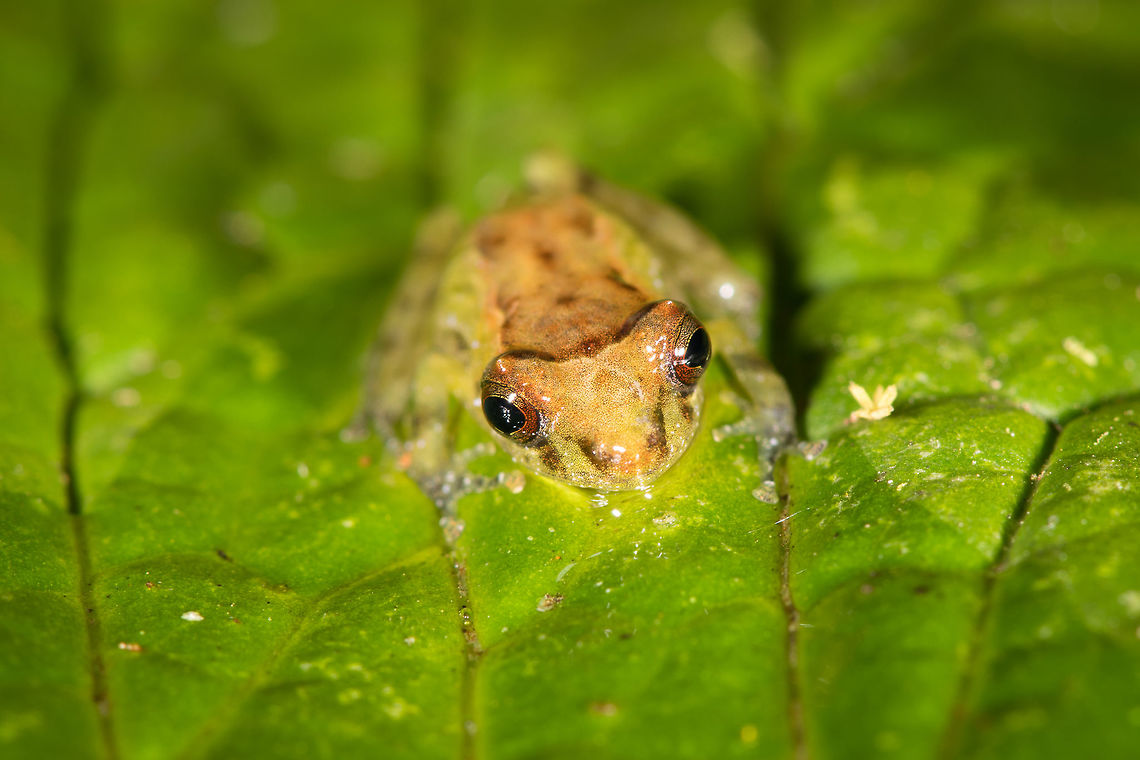 Tiny frog, La Planada Nature Reserve, Colombia <figure class="photo"><a href="https://www.jungledragon.com/image/76709/tiny_frog_-_frontal_la_planada_nature_reserve_colombia.html" title="Tiny frog - frontal, La Planada Nature Reserve, Colombia"><img src="https://s3.amazonaws.com/media.jungledragon.com/images/2/76709_thumb.jpg?AWSAccessKeyId=05GMT0V3GWVNE7GGM1R2&Expires=1769040010&Signature=Tl9zM92xPPHwAF4ularEkxf0hEU%3D" width="200" height="172" alt="Tiny frog - frontal, La Planada Nature Reserve, Colombia https://www.jungledragon.com/image/76707/tiny_frog_la_planada_nature_reserve_colombia.html<br />
https://www.jungledragon.com/image/76708/tiny_frog_-_side_view_la_planada_nature_reserve_colombia.html Colombia,Colombia 2018,Colombia South,Fall,Geotagged,La Planada Nature Reserve,South America" /></a></figure><br />
<figure class="photo"><a href="https://www.jungledragon.com/image/76708/tiny_frog_-_side_view_la_planada_nature_reserve_colombia.html" title="Tiny frog - side view, La Planada Nature Reserve, Colombia"><img src="https://s3.amazonaws.com/media.jungledragon.com/images/2/76708_thumb.jpg?AWSAccessKeyId=05GMT0V3GWVNE7GGM1R2&Expires=1769040010&Signature=Xx31fJ%2BLoFzQe%2Fy8RJzNU0IXCUs%3D" width="146" height="152" alt="Tiny frog - side view, La Planada Nature Reserve, Colombia https://www.jungledragon.com/image/76707/tiny_frog_la_planada_nature_reserve_colombia.html<br />
https://www.jungledragon.com/image/76709/tiny_frog_-_frontal_la_planada_nature_reserve_colombia.html Colombia,Colombia 2018,Colombia South,Fall,Geotagged,La Planada Nature Reserve,South America" /></a></figure> Colombia,Colombia 2018,Colombia South,Fall,Geotagged,La Planada Nature Reserve,South America
