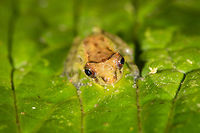 Tiny frog, La Planada Nature Reserve, Colombia https://www.jungledragon.com/image/76709/tiny_frog_-_frontal_la_planada_nature_reserve_colombia.html<br />
https://www.jungledragon.com/image/76708/tiny_frog_-_side_view_la_planada_nature_reserve_colombia.html Colombia,Colombia 2018,Colombia South,Fall,Geotagged,La Planada Nature Reserve,South America