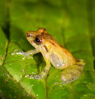 Tiny frog - side view, La Planada Nature Reserve, Colombia https://www.jungledragon.com/image/76707/tiny_frog_la_planada_nature_reserve_colombia.html
https://www.jungledragon.com/image/76709/tiny_frog_-_frontal_la_planada_nature_reserve_colombia.html Colombia,Colombia 2018,Colombia South,Fall,Geotagged,La Planada Nature Reserve,South America