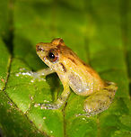 Tiny frog - side view, La Planada Nature Reserve, Colombia https://www.jungledragon.com/image/76707/tiny_frog_la_planada_nature_reserve_colombia.html<br />
https://www.jungledragon.com/image/76709/tiny_frog_-_frontal_la_planada_nature_reserve_colombia.html Colombia,Colombia 2018,Colombia South,Fall,Geotagged,La Planada Nature Reserve,South America