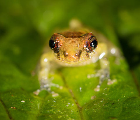 Tiny frog - frontal, La Planada Nature Reserve, Colombia https://www.jungledragon.com/image/76707/tiny_frog_la_planada_nature_reserve_colombia.html
https://www.jungledragon.com/image/76708/tiny_frog_-_side_view_la_planada_nature_reserve_colombia.html Colombia,Colombia 2018,Colombia South,Fall,Geotagged,La Planada Nature Reserve,South America