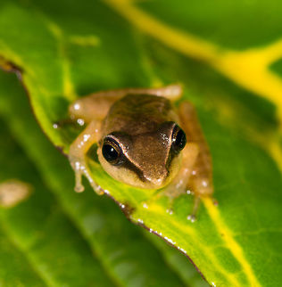 Rain frog 4, La Planada Nature Reserve, Colombia Some thoughts on the photography: one of the things I wanted to do better in 2018 compared to 2017 for my frog shots is to not just get the eyes sharp and in focus, but also the nose. This is a challenge, as the distance from the tip of the nose to the eyes is relatively huge, in macro terms. 

As you can see from EXIF, I had to stop down to f/20. Which means almost no light, which is then compensated by tripple flash (top, side, side, with top having a diffuser). But not even that is enough, in addition I had to take more distance and then crop back in. At close focusing distance not even f/20 is enough, not even close.

None of this is difficult, it soon becomes second nature as you play with these variables, but maybe it helps someone.
https://www.jungledragon.com/image/76711/rain_frog_4_-_side_view_la_planada_nature_reserve_colombia.html Colombia,Colombia 2018,Colombia South,Fall,Geotagged,La Planada Nature Reserve,South America