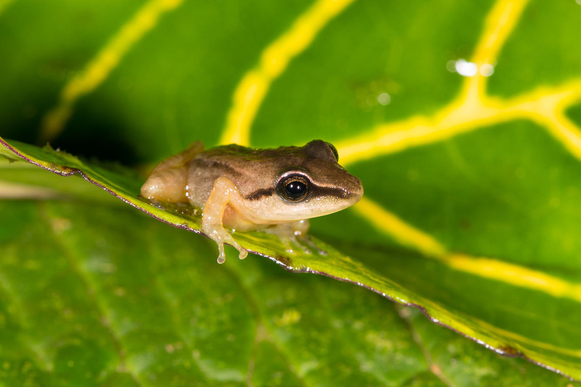 Rain frog 4 - side view, La Planada Nature Reserve, Colombia <figure class="photo"><a href="https://www.jungledragon.com/image/76710/rain_frog_4_la_planada_nature_reserve_colombia.html" title="Rain frog 4, La Planada Nature Reserve, Colombia"><img src="https://s3.amazonaws.com/media.jungledragon.com/images/2/76710_thumb.jpg?AWSAccessKeyId=05GMT0V3GWVNE7GGM1R2&Expires=1769040010&Signature=Pmbbopud%2Fv8b8aSUxKWblsNkBSY%3D" width="150" height="152" alt="Rain frog 4, La Planada Nature Reserve, Colombia Some thoughts on the photography: one of the things I wanted to do better in 2018 compared to 2017 for my frog shots is to not just get the eyes sharp and in focus, but also the nose. This is a challenge, as the distance from the tip of the nose to the eyes is relatively huge, in macro terms. <br />
<br />
As you can see from EXIF, I had to stop down to f/20. Which means almost no light, which is then compensated by tripple flash (top, side, side, with top having a diffuser). But not even that is enough, in addition I had to take more distance and then crop back in. At close focusing distance not even f/20 is enough, not even close.<br />
<br />
None of this is difficult, it soon becomes second nature as you play with these variables, but maybe it helps someone.<br />
https://www.jungledragon.com/image/76711/rain_frog_4_-_side_view_la_planada_nature_reserve_colombia.html Colombia,Colombia 2018,Colombia South,Fall,Geotagged,La Planada Nature Reserve,South America" /></a></figure> Colombia,Colombia 2018,Colombia South,Fall,Geotagged,La Planada Nature Reserve,South America