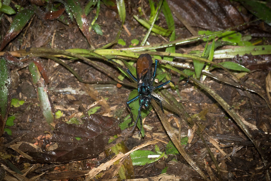 Large blue wasp(?), La Planada Nature Reserve, Colombia Opening our second day in La Planada Nature Reserve, which would be our only full day here. This is just a quick snap early in the morning with the tele, which must mean this insect is quite large.  Colombia,Colombia 2018,Colombia South,Fall,Geotagged,La Planada Nature Reserve,South America