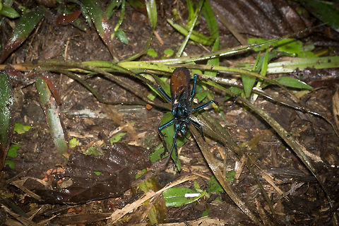 Large blue wasp(?), La Planada Nature Reserve, Colombia Opening our second day in La Planada Nature Reserve, which would be our only full day here. This is just a quick snap early in the morning with the tele, which must mean this insect is quite large.  Colombia,Colombia 2018,Colombia South,Fall,Geotagged,La Planada Nature Reserve,South America