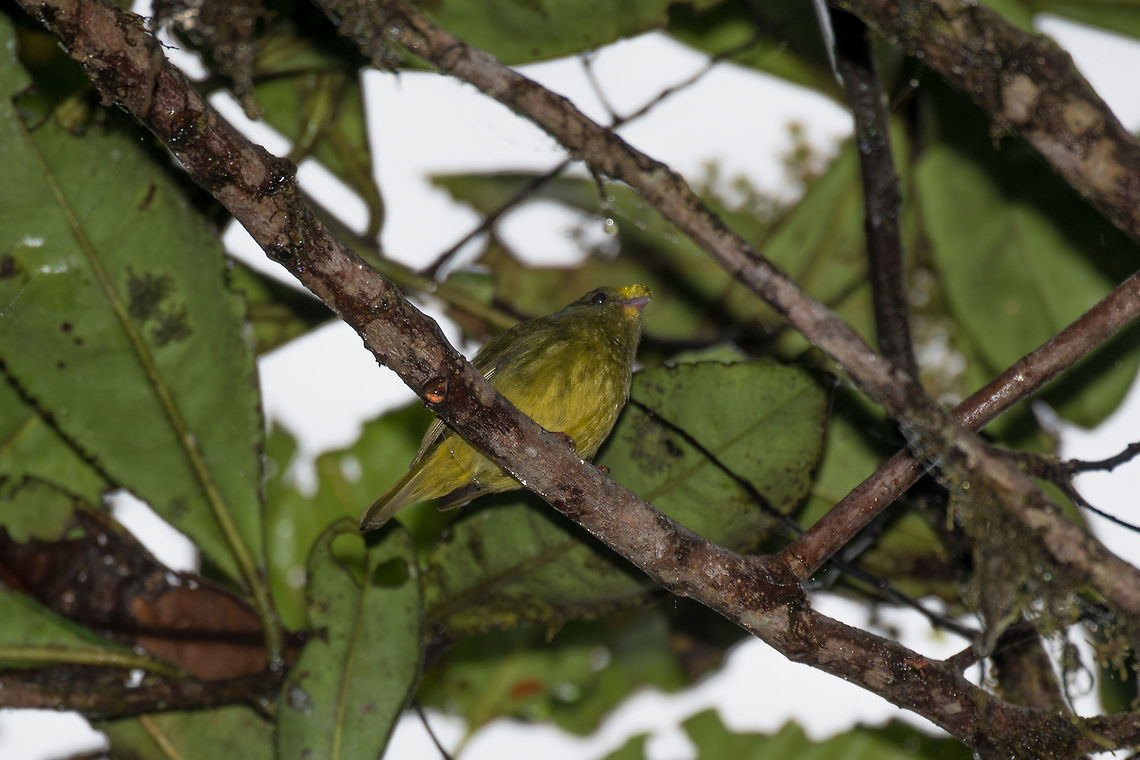 Golden-winged manakin, La Planada Nature Reserve, Colombia Sorry for the poor photo, conditions were tricky on this day. This is the juvenile male of the Golden-winged manakin. Later in life, it shall become a dancer:<br />
<section class="video"><iframe width="448" height="282" src="https://www.youtube-nocookie.com/embed/lNnjvd2X4ZU?hd=1&autoplay=0&rel=0" frameborder="0" allowfullscreen></iframe></section> Colombia,Colombia 2018,Colombia South,Fall,Geotagged,Golden-winged manakin,La Planada Nature Reserve,Masius chrysopterus,South America