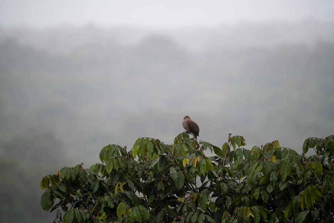 Ruddy Pigeon, La Planada Nature Reserve, Colombia  Colombia,Colombia 2018,Colombia South,Fall,Geotagged,La Planada Nature Reserve,Patagioenas subvinacea,Ruddy pigeon,South America