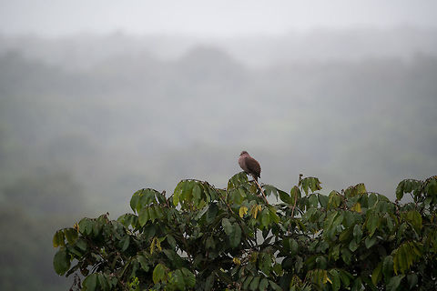 Ruddy Pigeon, La Planada Nature Reserve, Colombia Colombia,Colombia 2018,Colombia South,Fall,Geotagged,La Planada Nature Reserve,Patagioenas subvinacea,Ruddy pigeon,South America