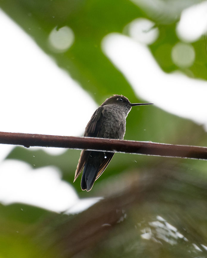 Hoary puffleg - closeup, La Planada Nature Reserve, Colombia Although it is a dull bird to see, this was a high value observation to us. The range of this hummingbird is small, it only occurs in very wet cloud forests in the South west of Colombia and North west of Ecuador. <br />
<br />
It was also the hardest bird to photograph of our entire 2018 trip. The initial discovery was easy, it was one of the first things we saw rocketing by as we entered the viewpoint of La Planada Nature Reserve. We also were told which flower it frequently attended, low in the dense forest. Yet we spent two mornings in a row waiting for it to settle down in a position to photograph it. It would only make a move very infrequently, like once per hour, and then it would be gone before you could blink. You wouldn't even have an idea where it came from or went, all you hear is the drum of its wings.<br />
<br />
On this second morning, we split tasks and I was assigned to waiting for this little punk, in the streaming rain. Luckily, it came within the first hour and paused for a good 10 seconds. <br />
<figure class="photo"><a href="https://www.jungledragon.com/image/76716/hoary_puffleg_la_planada_nature_reserve_colombia.html" title="Hoary puffleg, La Planada Nature Reserve, Colombia"><img src="https://s3.amazonaws.com/media.jungledragon.com/images/2/76716_thumb.jpg?AWSAccessKeyId=05GMT0V3GWVNE7GGM1R2&Expires=1770854410&Signature=QOUGZxs8pbkHRHpmOu9PZVY%2BqVY%3D" width="200" height="134" alt="Hoary puffleg, La Planada Nature Reserve, Colombia Although it is a dull bird to see, this was a high value observation to us. The range of this hummingbird is small, it only occurs in very wet cloud forests in the South west of Colombia and North west of Ecuador. <br />
<br />
It was also the hardest bird to photograph of our entire 2018 trip. The initial discovery was easy, it was one of the first things we saw rocketing by as we entered the viewpoint of La Planada Nature Reserve. We also were told which flower it frequently attended, low in the dense forest. Yet we spent two mornings in a row waiting for it to settle down in a position to photograph it. It would only make a move very infrequently, like once per hour, and then it would be gone before you could blink. You wouldn't even have an idea where it came from or went, all you hear is the drum of its wings.<br />
<br />
On this second morning, we split tasks and I was assigned to waiting for this little punk, in the streaming rain. Luckily, it came within the first hour and paused for a good 10 seconds. <br />
https://www.jungledragon.com/image/76715/hoary_puffleg_-_closeup_la_planada_nature_reserve_colombia.html Colombia,Colombia 2018,Colombia South,Fall,Geotagged,Haplophaedia lugens,Hoary puffleg,La Planada Nature Reserve,South America" /></a></figure> Colombia,Colombia 2018,Colombia South,Fall,Geotagged,Haplophaedia lugens,Hoary puffleg,La Planada Nature Reserve,South America