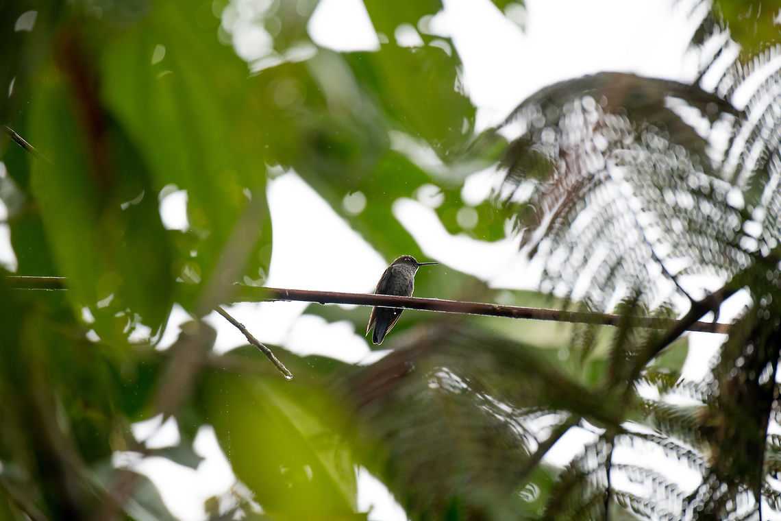 Hoary puffleg, La Planada Nature Reserve, Colombia Although it is a dull bird to see, this was a high value observation to us. The range of this hummingbird is small, it only occurs in very wet cloud forests in the South west of Colombia and North west of Ecuador. <br />
<br />
It was also the hardest bird to photograph of our entire 2018 trip. The initial discovery was easy, it was one of the first things we saw rocketing by as we entered the viewpoint of La Planada Nature Reserve. We also were told which flower it frequently attended, low in the dense forest. Yet we spent two mornings in a row waiting for it to settle down in a position to photograph it. It would only make a move very infrequently, like once per hour, and then it would be gone before you could blink. You wouldn't even have an idea where it came from or went, all you hear is the drum of its wings.<br />
<br />
On this second morning, we split tasks and I was assigned to waiting for this little punk, in the streaming rain. Luckily, it came within the first hour and paused for a good 10 seconds. <br />
<figure class="photo"><a href="https://www.jungledragon.com/image/76715/hoary_puffleg_-_closeup_la_planada_nature_reserve_colombia.html" title="Hoary puffleg - closeup, La Planada Nature Reserve, Colombia"><img src="https://s3.amazonaws.com/media.jungledragon.com/images/2/76715_thumb.jpg?AWSAccessKeyId=05GMT0V3GWVNE7GGM1R2&Expires=1770854410&Signature=EiqorQxKaW4BwfaUwmJXQvwnV5E%3D" width="124" height="152" alt="Hoary puffleg - closeup, La Planada Nature Reserve, Colombia Although it is a dull bird to see, this was a high value observation to us. The range of this hummingbird is small, it only occurs in very wet cloud forests in the South west of Colombia and North west of Ecuador. <br />
<br />
It was also the hardest bird to photograph of our entire 2018 trip. The initial discovery was easy, it was one of the first things we saw rocketing by as we entered the viewpoint of La Planada Nature Reserve. We also were told which flower it frequently attended, low in the dense forest. Yet we spent two mornings in a row waiting for it to settle down in a position to photograph it. It would only make a move very infrequently, like once per hour, and then it would be gone before you could blink. You wouldn't even have an idea where it came from or went, all you hear is the drum of its wings.<br />
<br />
On this second morning, we split tasks and I was assigned to waiting for this little punk, in the streaming rain. Luckily, it came within the first hour and paused for a good 10 seconds. <br />
https://www.jungledragon.com/image/76716/hoary_puffleg_la_planada_nature_reserve_colombia.html Colombia,Colombia 2018,Colombia South,Fall,Geotagged,Haplophaedia lugens,Hoary puffleg,La Planada Nature Reserve,South America" /></a></figure> Colombia,Colombia 2018,Colombia South,Fall,Geotagged,Haplophaedia lugens,Hoary puffleg,La Planada Nature Reserve,South America