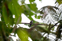 Hoary puffleg, La Planada Nature Reserve, Colombia Although it is a dull bird to see, this was a high value observation to us. The range of this hummingbird is small, it only occurs in very wet cloud forests in the South west of Colombia and North west of Ecuador. <br />
<br />
It was also the hardest bird to photograph of our entire 2018 trip. The initial discovery was easy, it was one of the first things we saw rocketing by as we entered the viewpoint of La Planada Nature Reserve. We also were told which flower it frequently attended, low in the dense forest. Yet we spent two mornings in a row waiting for it to settle down in a position to photograph it. It would only make a move very infrequently, like once per hour, and then it would be gone before you could blink. You wouldn't even have an idea where it came from or went, all you hear is the drum of its wings.<br />
<br />
On this second morning, we split tasks and I was assigned to waiting for this little punk, in the streaming rain. Luckily, it came within the first hour and paused for a good 10 seconds. <br />
https://www.jungledragon.com/image/76715/hoary_puffleg_-_closeup_la_planada_nature_reserve_colombia.html Colombia,Colombia 2018,Colombia South,Fall,Geotagged,Haplophaedia lugens,Hoary puffleg,La Planada Nature Reserve,South America