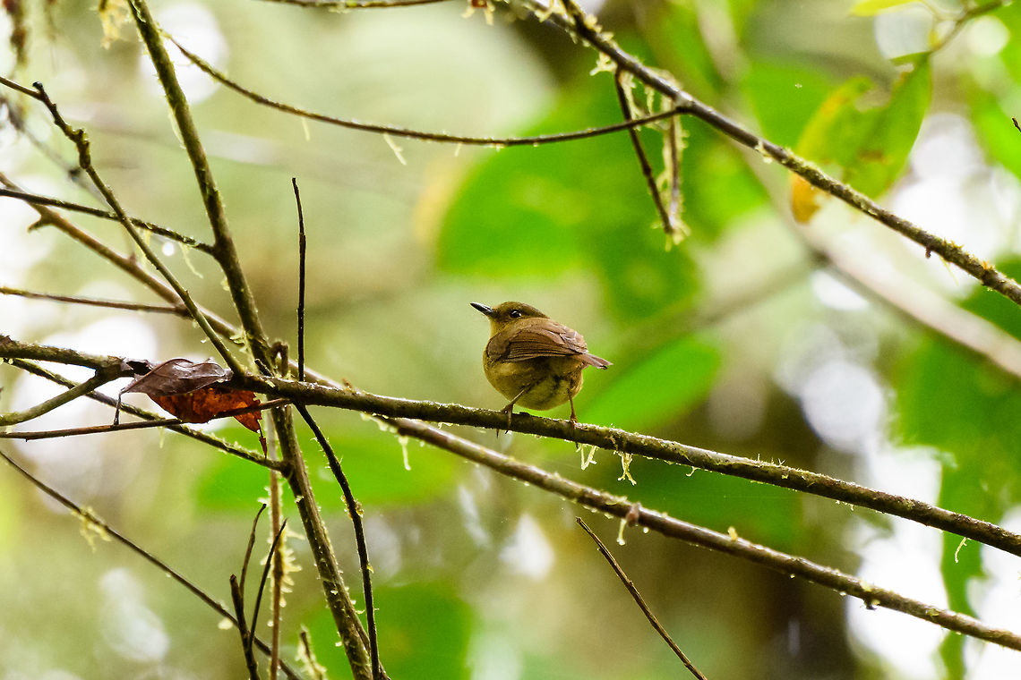 Bronze-olive pygmy tyrant, La Planada Nature Reserve, Colombia A tiny tyrant that is common to occur in its small range, yet not common to see.  Bronze-olive pygmy tyrant,Colombia,Colombia 2018,Colombia South,Fall,Geotagged,La Planada Nature Reserve,Pseudotriccus pelzelni,South America