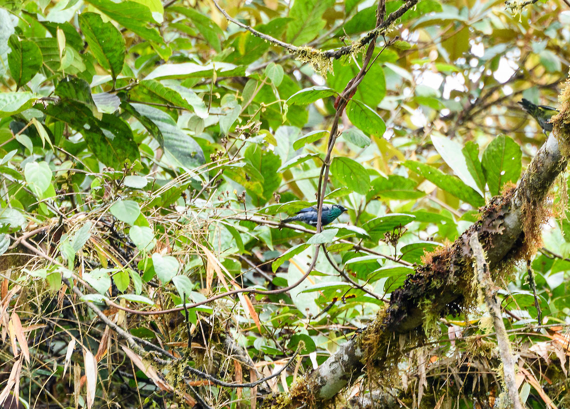 Black-capped tanager, La Planada Nature Reserve, Colombia  Black-capped tanager,Colombia,Colombia 2018,Colombia South,Fall,Geotagged,La Planada Nature Reserve,South America,Tangara heinei