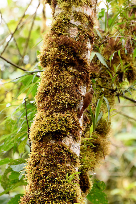 Montane woodcreeper, La Planada Nature Reserve, Colombia  Colombia,Colombia 2018,Colombia South,Fall,Geotagged,La Planada Nature Reserve,Lepidocolaptes lacrymiger,Montane woodcreeper,South America