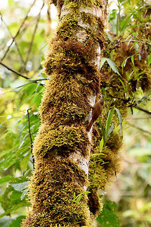 Montane woodcreeper, La Planada Nature Reserve, Colombia  Colombia,Colombia 2018,Colombia South,Fall,Geotagged,La Planada Nature Reserve,Lepidocolaptes lacrymiger,Montane woodcreeper,South America