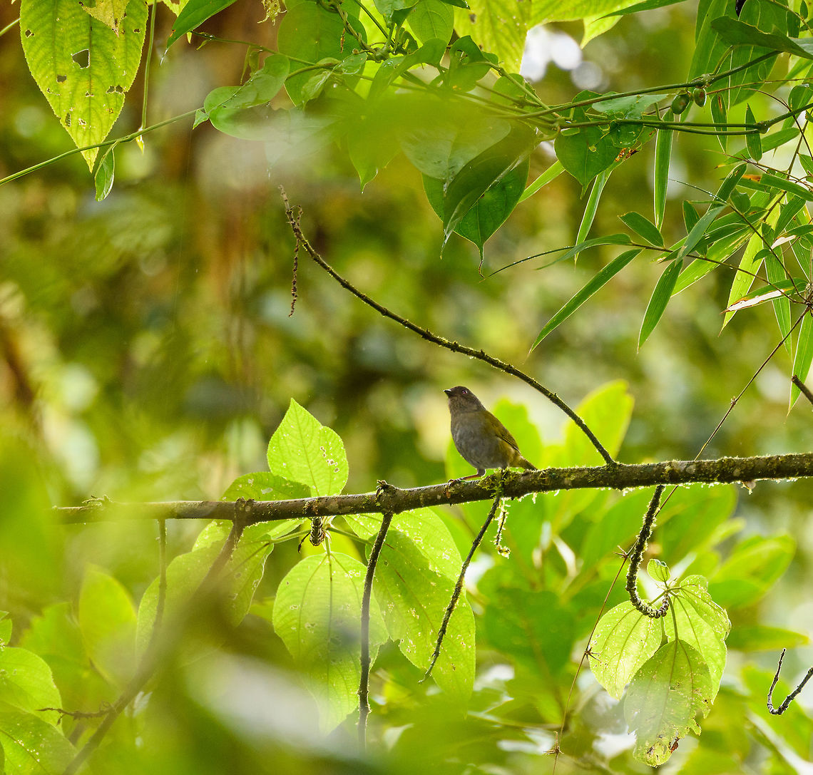 Dusky chlorospingus, La Planada Nature Reserve, Colombia  Chlorospingus semifuscus,Colombia,Colombia 2018,Colombia South,Dusky bush tanager,Fall,Geotagged,La Planada Nature Reserve,South America