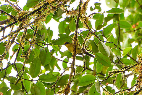 Tricolored brush finch, La Planada Nature Reserve, Colombia  Atlapetes tricolor,Colombia,Colombia 2018,Colombia South,Fall,Geotagged,La Planada Nature Reserve,South America,Tricolored brush finch