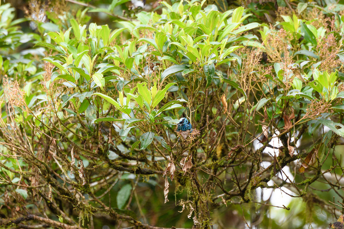 Beryl-spangled tanager, La Planada Nature Reserve, Colombia  Beryl-spangled tanager,Colombia,Colombia 2018,Colombia South,Fall,Geotagged,La Planada Nature Reserve,South America,Tangara nigroviridis