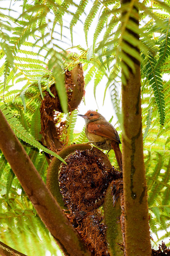 Red-faced spinetail, La Planada Nature Reserve, Colombia <figure class="photo"><a href="https://www.jungledragon.com/image/76760/red-faced_spinetail_-_frontal_la_planada_nature_reserve_colombia.html" title="Red-faced spinetail - frontal, La Planada Nature Reserve, Colombia"><img src="https://s3.amazonaws.com/media.jungledragon.com/images/2/76760_thumb.jpg?AWSAccessKeyId=05GMT0V3GWVNE7GGM1R2&Expires=1769040010&Signature=rvmvhC82Lo5YKlXHYP2SDrowAG8%3D" width="200" height="148" alt="Red-faced spinetail - frontal, La Planada Nature Reserve, Colombia https://www.jungledragon.com/image/76759/red-faced_spinetail_la_planada_nature_reserve_colombia.html Colombia,Colombia 2018,Colombia South,Cranioleuca erythrops,Fall,Geotagged,La Planada Nature Reserve,Red-faced spinetail,South America" /></a></figure> Colombia,Colombia 2018,Colombia South,Cranioleuca erythrops,Fall,Geotagged,La Planada Nature Reserve,Red-faced spinetail,South America