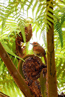Red-faced spinetail, La Planada Nature Reserve, Colombia https://www.jungledragon.com/image/76760/red-faced_spinetail_-_frontal_la_planada_nature_reserve_colombia.html Colombia,Colombia 2018,Colombia South,Cranioleuca erythrops,Fall,Geotagged,La Planada Nature Reserve,Red-faced spinetail,South America