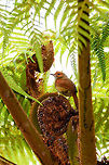 Red-faced spinetail, La Planada Nature Reserve, Colombia https://www.jungledragon.com/image/76760/red-faced_spinetail_-_frontal_la_planada_nature_reserve_colombia.html Colombia,Colombia 2018,Colombia South,Cranioleuca erythrops,Fall,Geotagged,La Planada Nature Reserve,Red-faced spinetail,South America