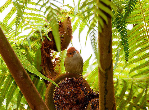 Red-faced spinetail - frontal, La Planada Nature Reserve, Colombia https://www.jungledragon.com/image/76759/red-faced_spinetail_la_planada_nature_reserve_colombia.html Colombia,Colombia 2018,Colombia South,Cranioleuca erythrops,Fall,Geotagged,La Planada Nature Reserve,Red-faced spinetail,South America