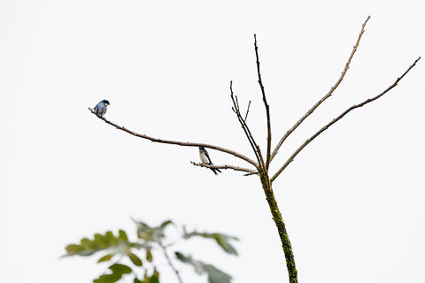 Blue-and-white swallow
