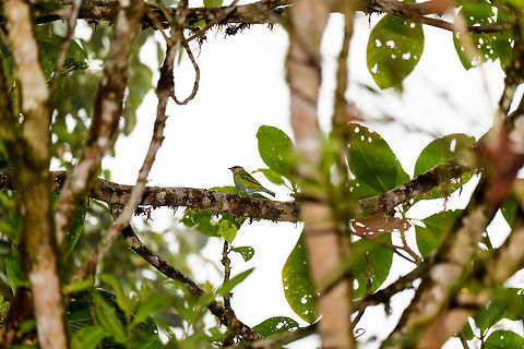 Black-capped tanager - female, La Planada Nature Reserve, Colombia This is the female of the species, which is quite colorful. The male was found nearby:
https://www.jungledragon.com/image/76754/black-capped_tanager_la_planada_nature_reserve_colombia.html Black-capped tanager,Colombia,Colombia 2018,Colombia South,Fall,Geotagged,La Planada Nature Reserve,South America,Tangara heinei