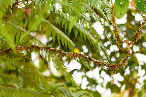 Slate-throated whitestart, La Planada Nature Reserve, Colombia  Colombia,Colombia 2018,Colombia South,Fall,Geotagged,La Planada Nature Reserve,Myioborus miniatus,Slate-throated whitestart,South America