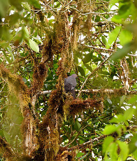 Plumbeous pigeon, La Planada Nature Reserve, Colombia Colombia,Colombia 2018,Colombia South,Fall,Geotagged,La Planada Nature Reserve,Patagioenas plumbea,Plumbeous pigeon,South America
