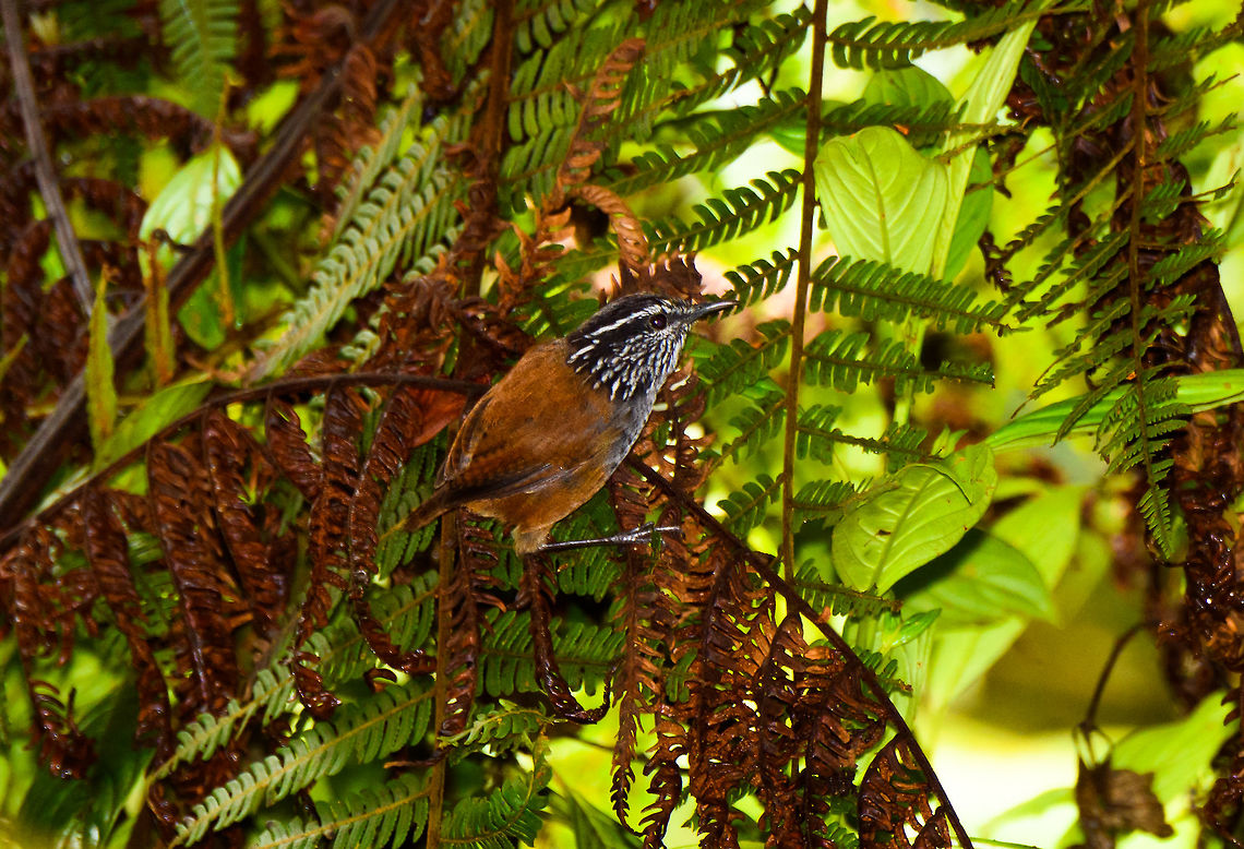 Grey-breasted wood wren, La Planada Nature Reserve, Colombia  Colombia,Colombia 2018,Colombia South,Fall,Geotagged,Grey-breasted wood wren,Henicorhina leucophrys,La Planada Nature Reserve,South America